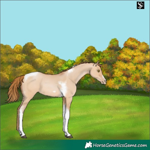 Horse Color:Bay Pearl Dun Tobiano Frame 