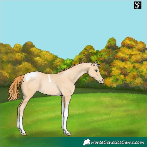 Horse Color:Buckskin Pearl Tobiano 