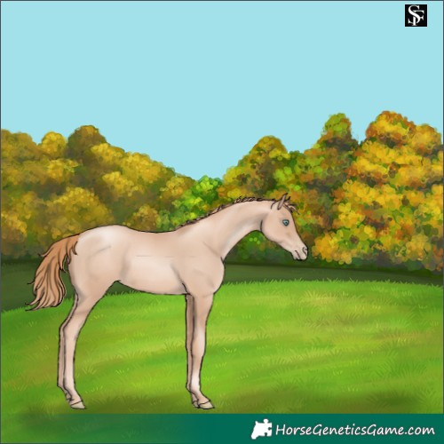 Horse Color:Gold Champagne Pearl Rabicano 