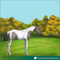 Horse Color:Grullo Tobiano Rabicano 