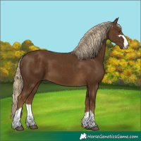 Horse Color:Chocolate Palomino 