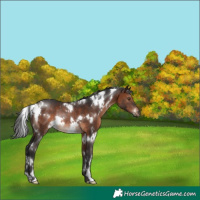 Horse Color:White Spotted Brown Rabicano 