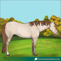 Horse Color:Brown Pearl Dun Rabicano