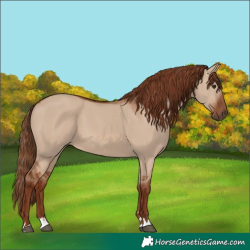 Horse Color:Red Dun 