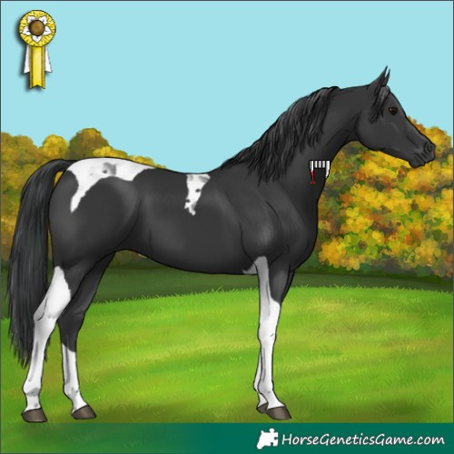 Horse Color:Black Tobiano 