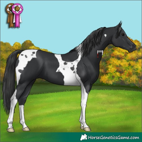 Horse Color:Black Tobiano 