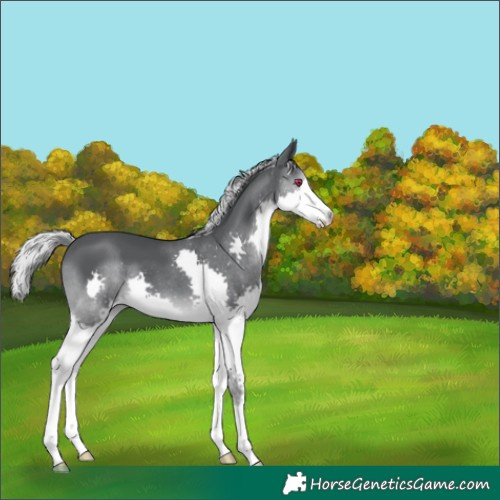 Horse Color:Silver Black Chinchilla Splash 