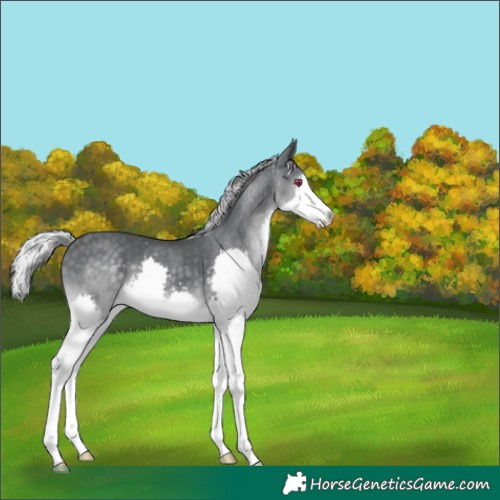 Horse Color:Silver Black Chinchilla Splash