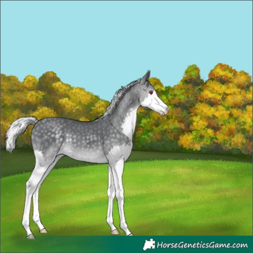 Horse Color:Silver Black Chinchilla Splash 