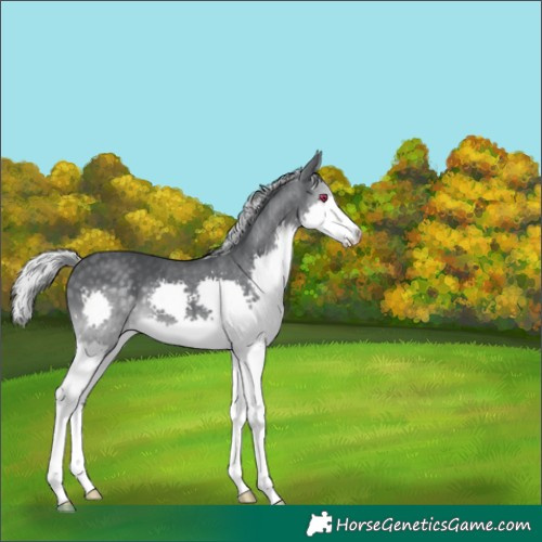 Horse Color:Silver Black Chinchilla Splash 