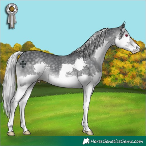 Horse Color:Silver Black Chinchilla Splash 