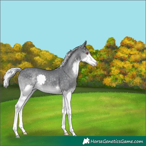 Horse Color:Silver Black Chinchilla Splash 