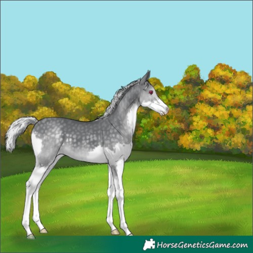 Horse Color:Silver Black Chinchilla Splash 