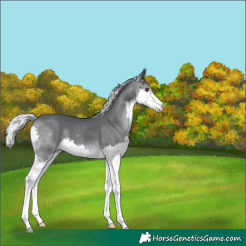 Horse Color:Silver Black Chinchilla Splash