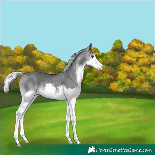 Horse Color:Silver Black Chinchilla Splash 