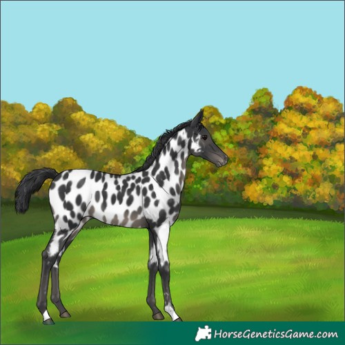 Horse Color:Black Appaloosa 