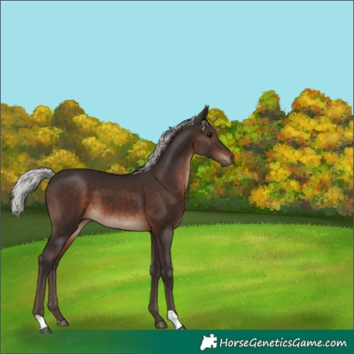 Horse Color:Silver Brown 