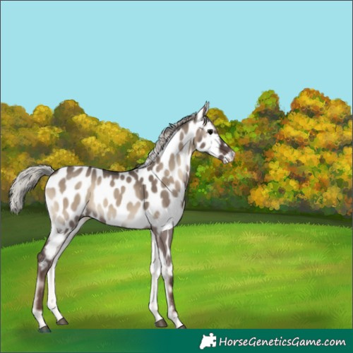 Horse Color:Silver Grullo Onyx Appaloosa 