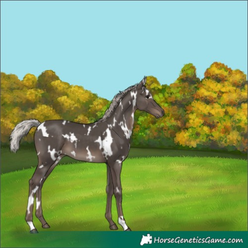 Horse Color:White Spotted Silver Black 