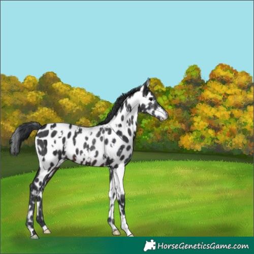 Horse Color:White Spotted Brown Appaloosa 