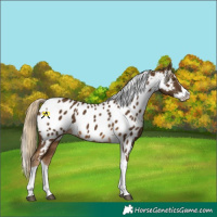 Horse Color:Chocolate Palomino Splash Tobiano Appaloosa 