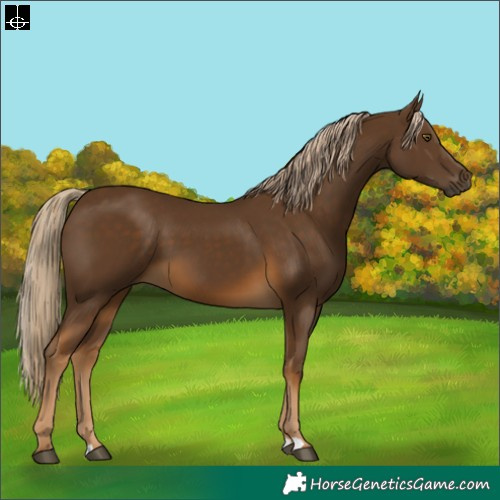 Horse Color:Chocolate Palomino 