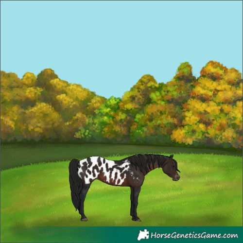 Horse Color:Gray Brown Blanket