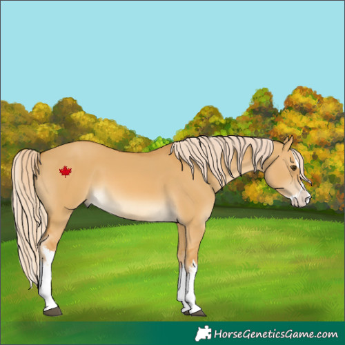 Horse Color:White Spotted Palomino Dun Splash 