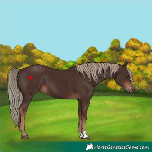 Horse Color:Liver Chestnut 