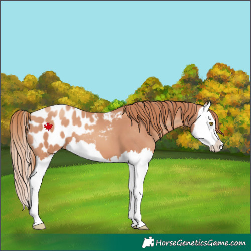 Horse Color:Gold Champagne Splash Appaloosa 
