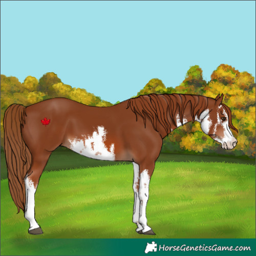 Horse Color:White Spotted Chestnut 