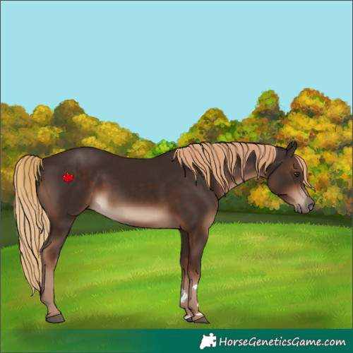 Horse Color:Liver Chestnut Rabicano 