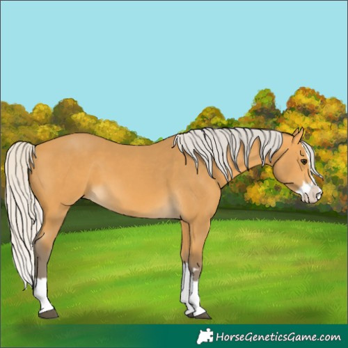 Horse Color:Silver Buckskin Splash 