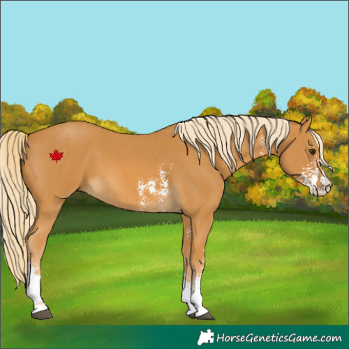 Horse Color:Palomino Sabino