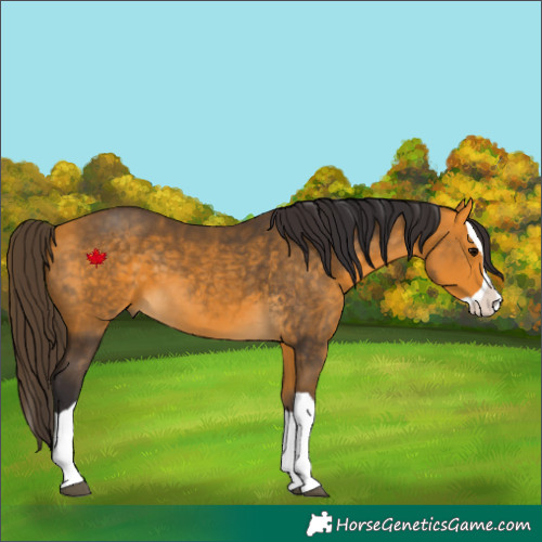 Horse Color:Buckskin Splash 