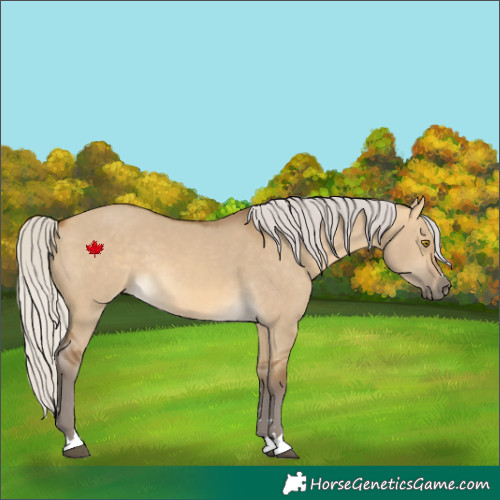 Horse Color:Silver Buckskin Dun Rabicano