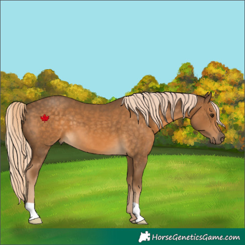 Horse Color:Chocolate Palomino