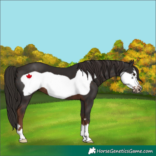 Horse Color:Liver Chestnut Frame 