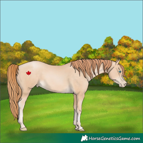 Horse Color:Buckskin Pearl 