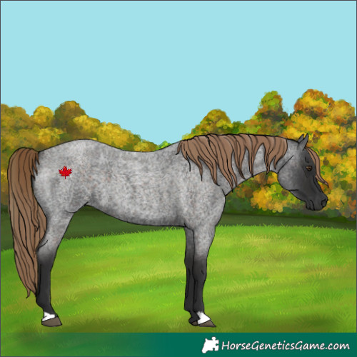 Horse Color:Liver Red Roan 