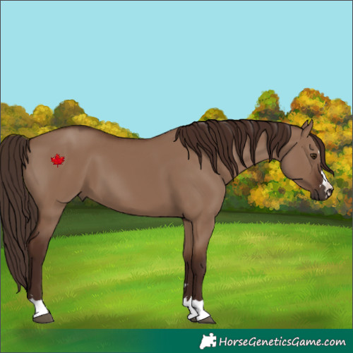 Horse Color:Liver Red Dun 