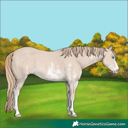 Horse Color:Smoky Creme Sabino Rabicano