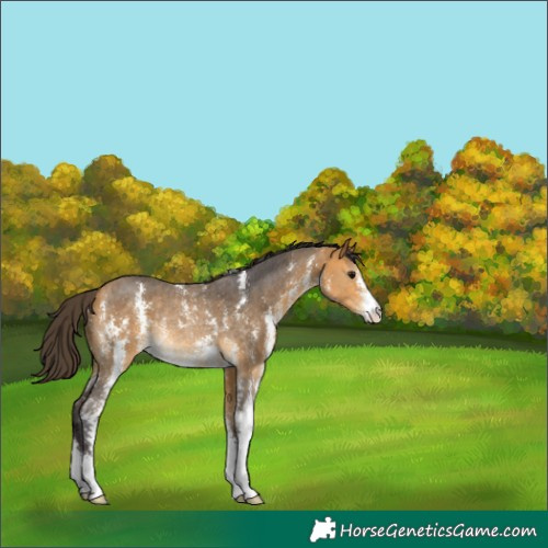Horse Color:Buckskin Sabino Rabicano