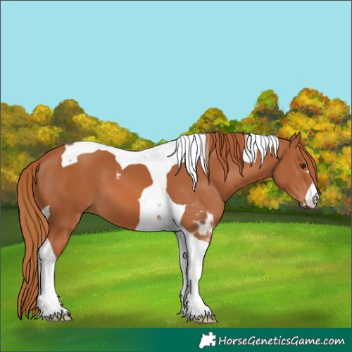 Horse Color:Chestnut Tobiano