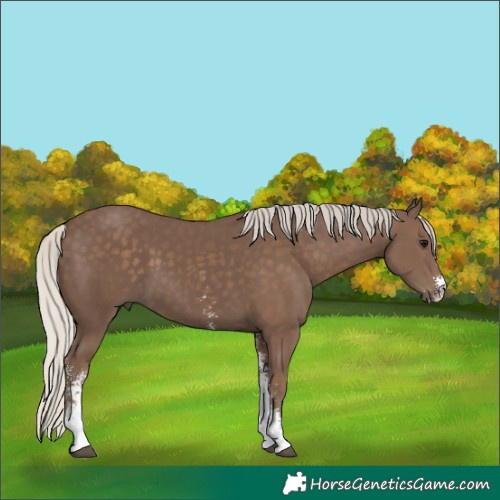 Horse Color:Silver Black Sabino