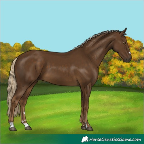 Horse Color:Chocolate Palomino