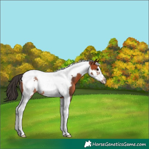 Horse Color:Bay Tobiano Frame Rabicano 