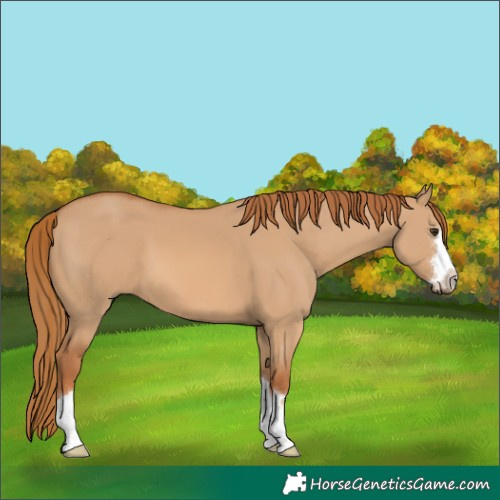 Horse Color:Red Dun 