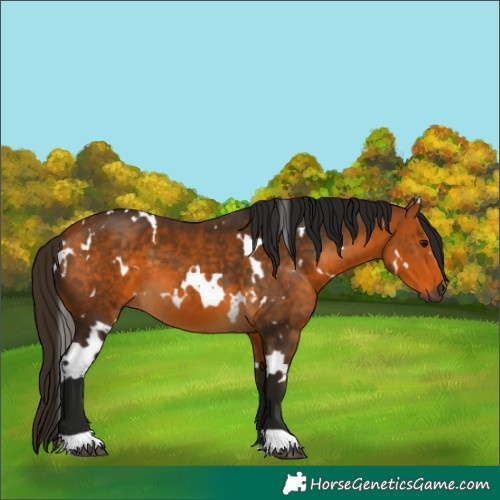 Horse Color:Gray White Spotted Buckskin