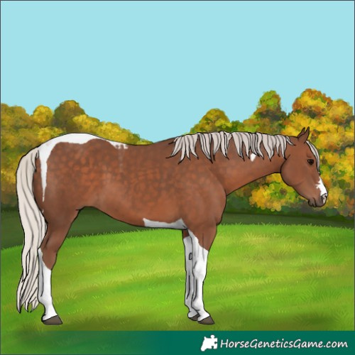 Horse Color:Silver Black Tobiano